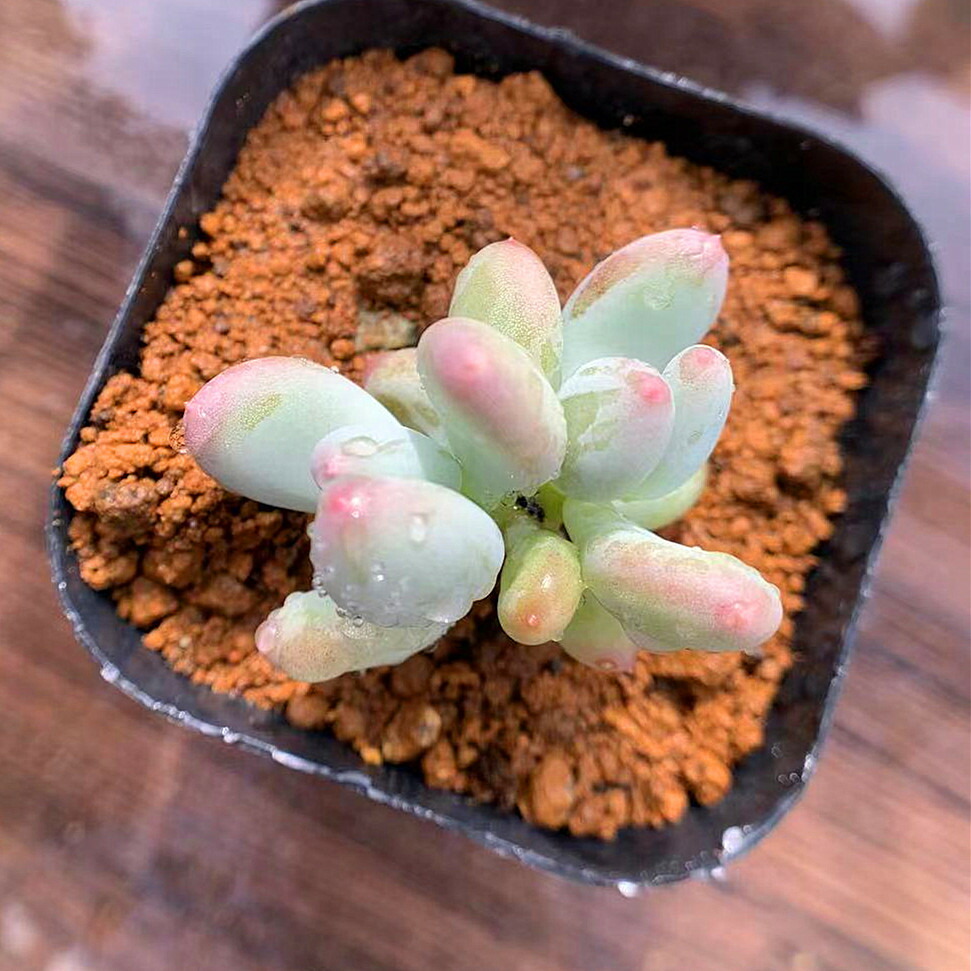 楽天市場 農園直売 多肉植物 寄せ植え 湯園チーズ 小 グラプトペタルム属 新品種 抜き苗 観葉植物 インテリア 多肉専門verve