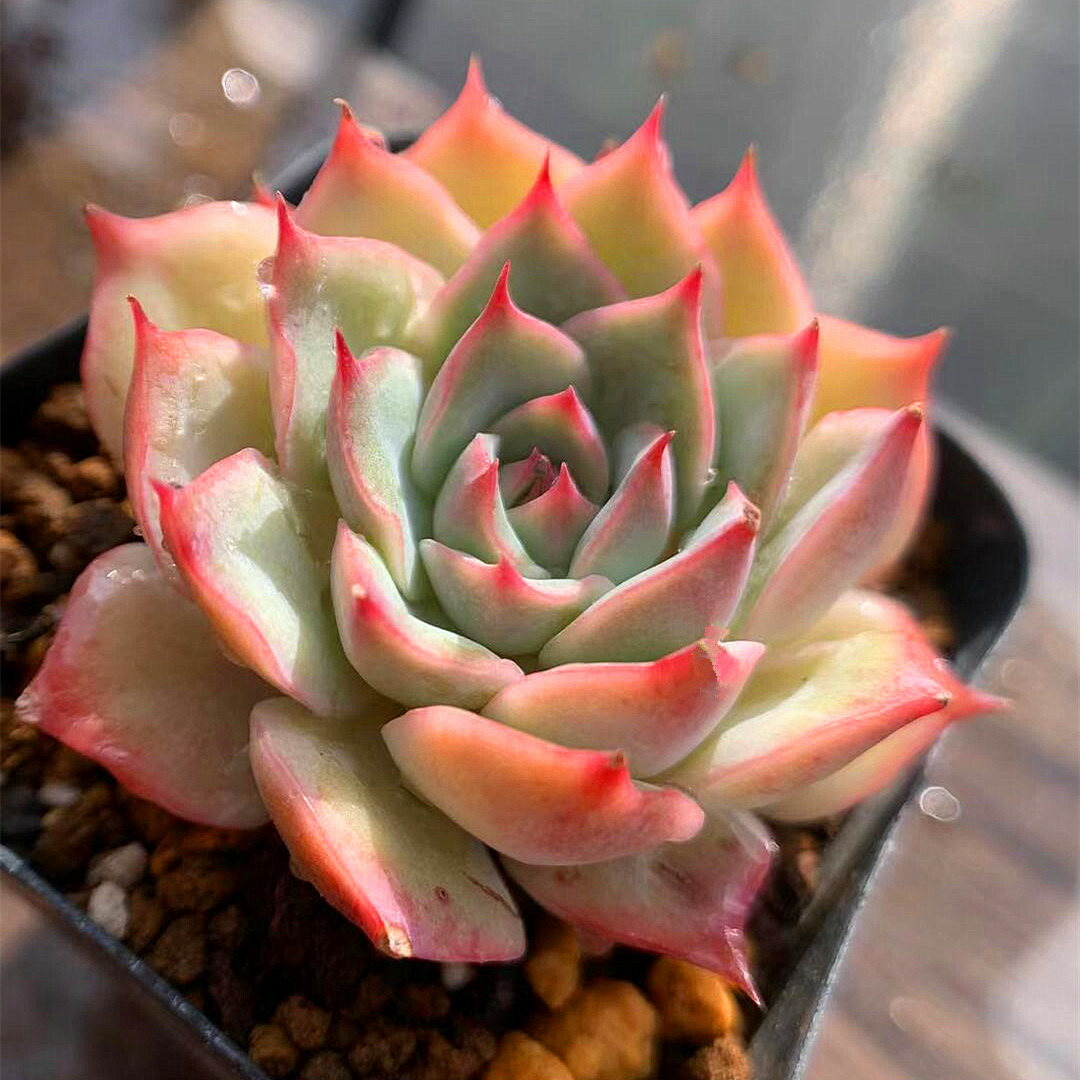 楽天市場 農園直売 多肉植物 寄せ植え エケベリア属 Pink Tips ピンクチップス 抜き苗 観葉植物 インテリア 多肉専門verve