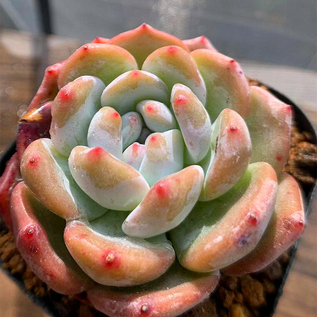 楽天市場 農園直売 多肉植物 寄せ植え エケベリア属 オレンジモンロ 希少 抜き苗 観葉植物 インテリア 多肉専門verve