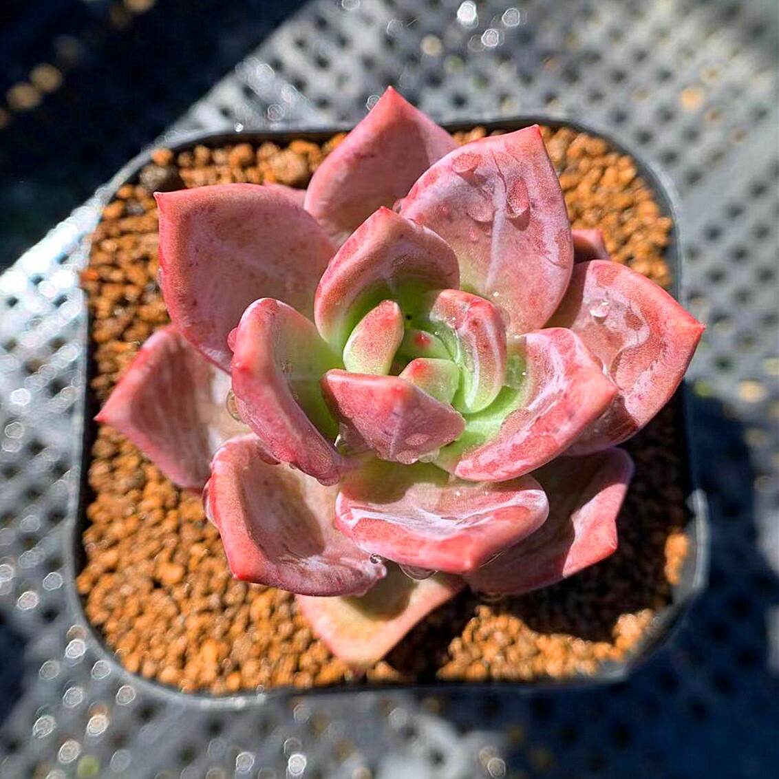 楽天市場 農園直売 多肉植物 寄せ植え エケベリア属 ワインシャンペーン 新品種 美苗 抜き苗 観葉植物 インテリア 多肉専門verve