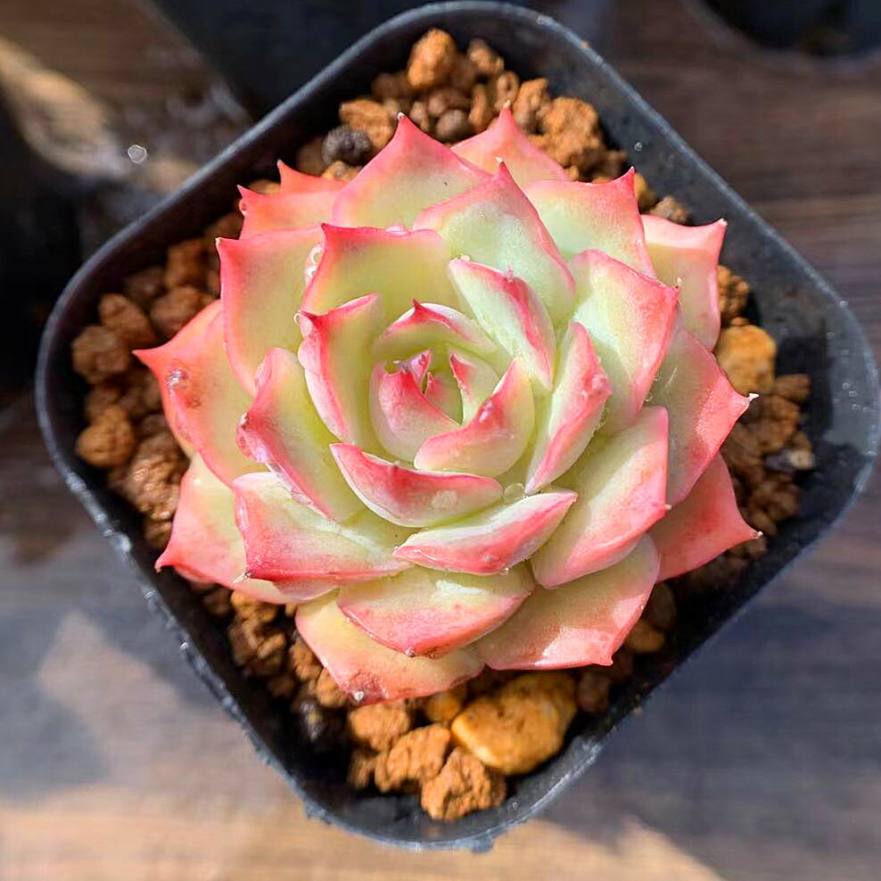 楽天市場 農園直売 多肉植物 寄せ植え エケベリア属 Pink Tips ピンクチップス 美苗 抜き苗 観葉植物 インテリア 多肉専門verve