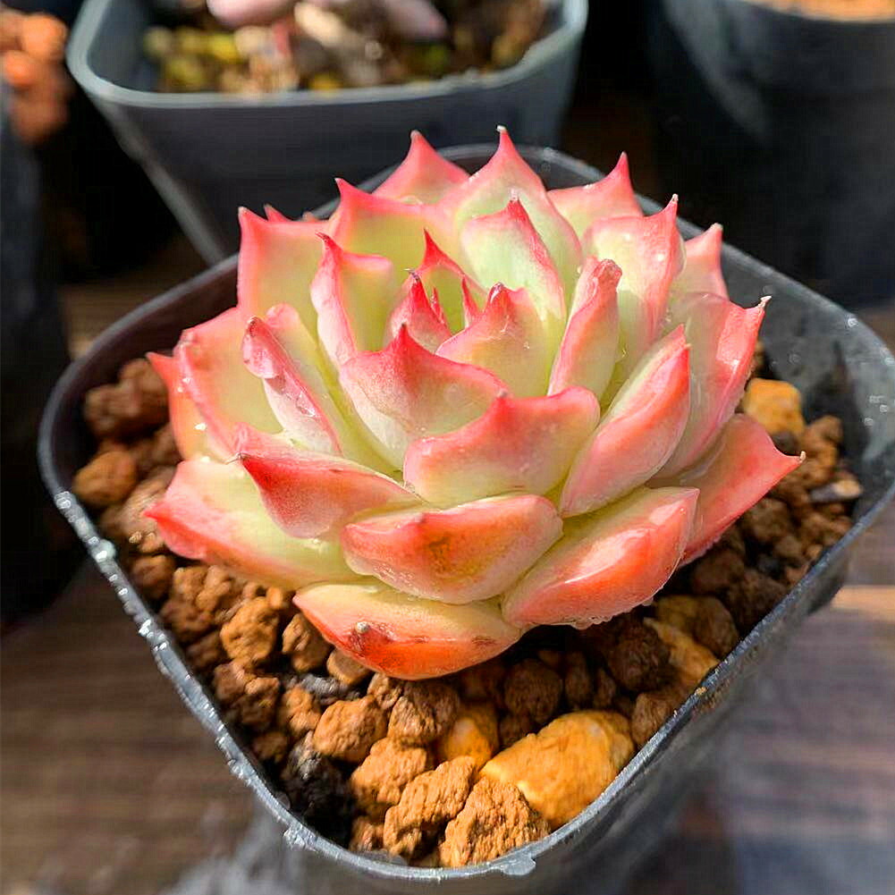 楽天市場 農園直売 多肉植物 寄せ植え エケベリア属 Pink Tips ピンクチップス 美苗 抜き苗 観葉植物 インテリア 多肉専門verve