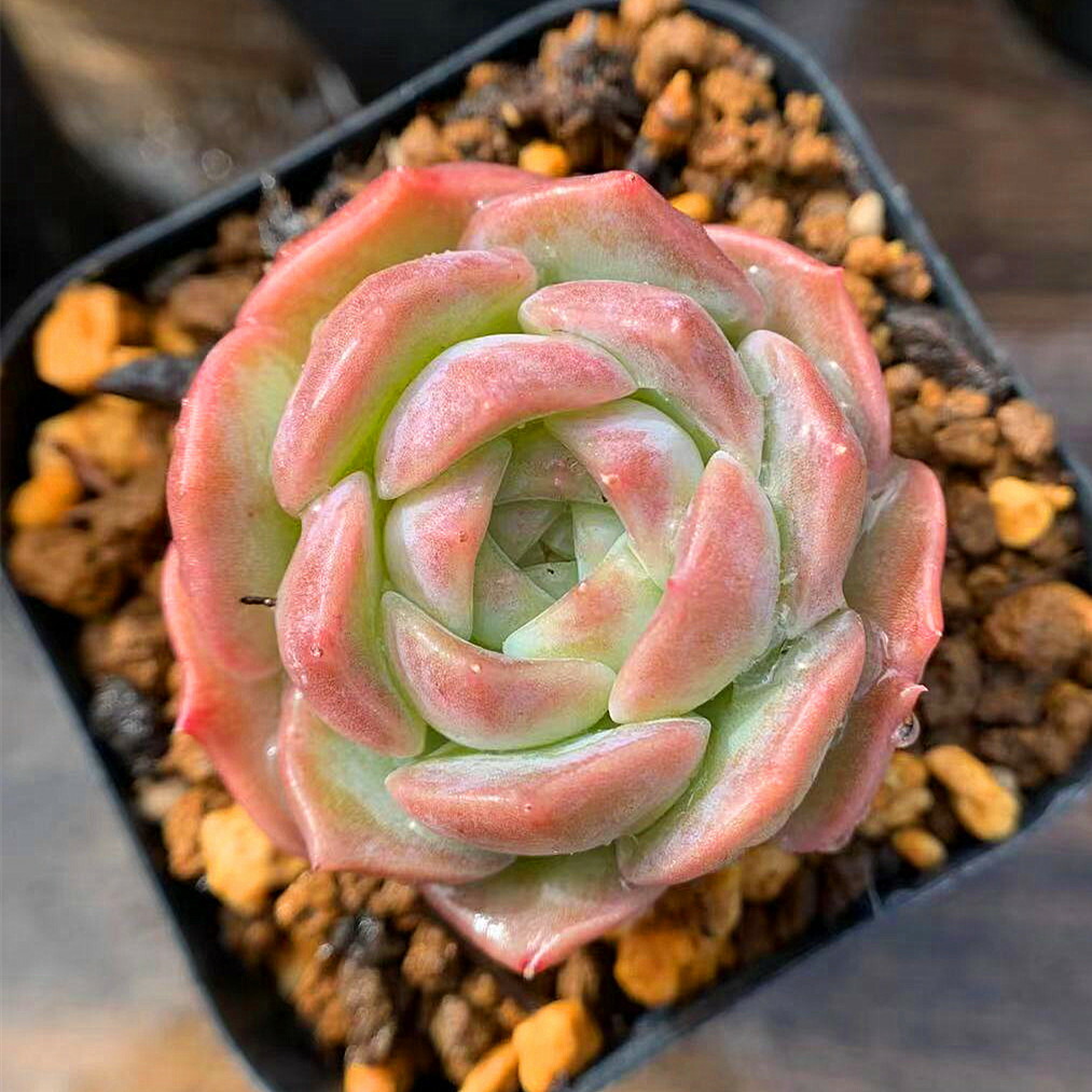 都内で 花歌農場産 韓国苗 多肉植物 発芽発根済み 葉挿し ピュアラブ フラワー ガーデン Atoesp Org Br