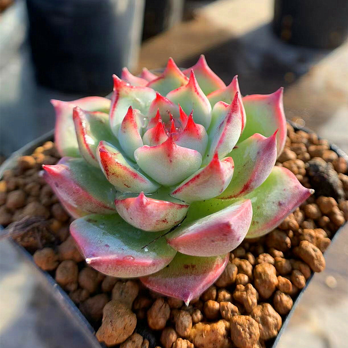 幸せなふたりに贈る結婚祝い 農園直売 多肉植物 寄せ植え エケベリア属 Echeveria #039;Madonna#039; マドンナ 抜き苗  観葉植物 インテリア 多肉専門VERVE