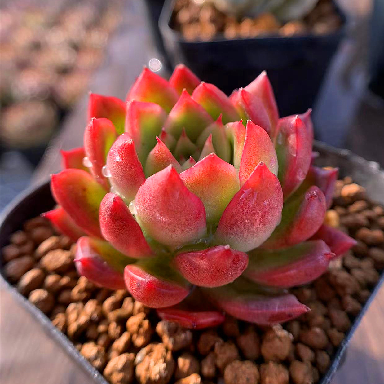 驚きの値段 多肉植物 レッドホール エケベリア属 在庫なし 予約を受付中 植物 観葉植物 Labelians Fr