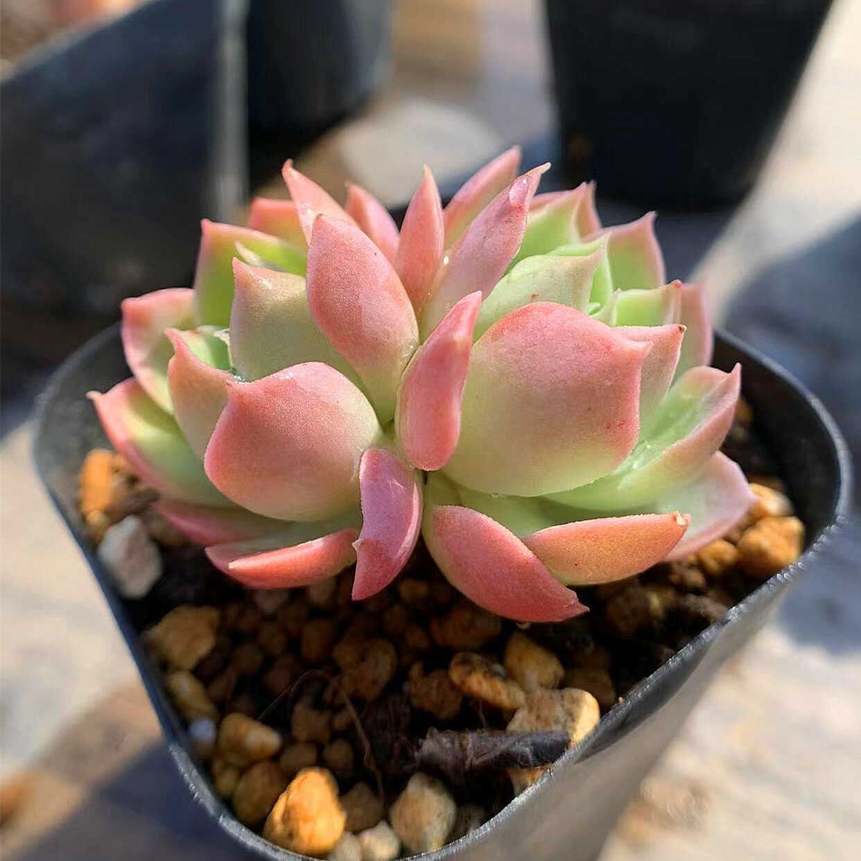 メーカー包装済】 農園直売 多肉植物 寄せ植え エケベリア属 agavoides Halloween 2頭 大 新入荷 美苗 抜き苗 観葉植物  インテリア