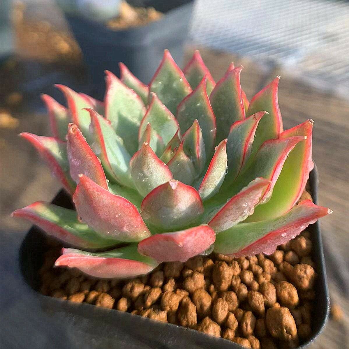 農園直売 多肉植物 寄せ植え エケベリア属 ロータス ランタン 単 新品種 抜き苗 観葉植物 インテリア 多肉専門verve 信用