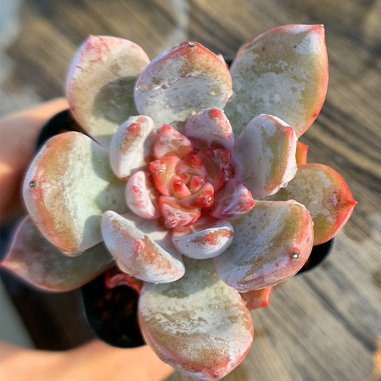 楽天市場】農園直売 多肉植物 寄せ植え 洛神（2頭）観葉植物