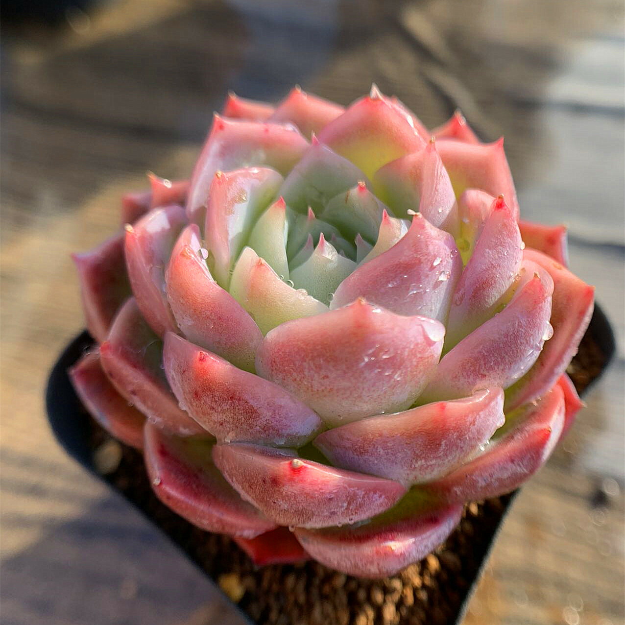 多肉植物　ルンヨニー　白い子セット 多肉植物 ルンヨニー 白い子セット 多肉植物 ルンヨニー 白い子セット