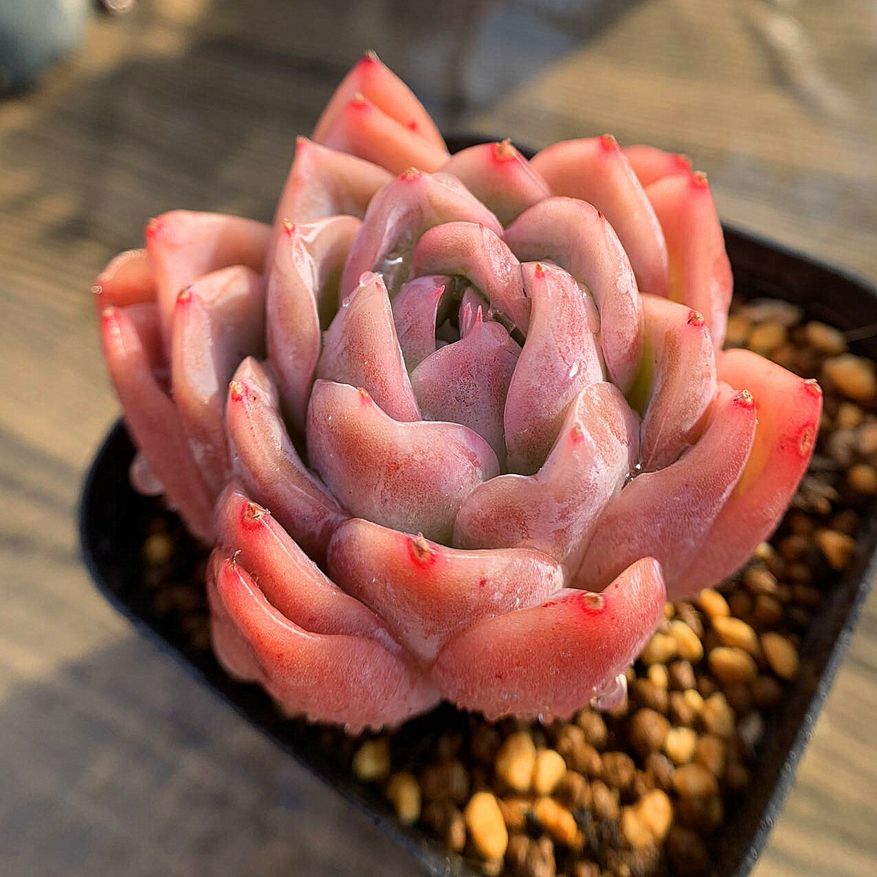 楽天市場】農園直売 多肉植物 寄せ植え エケベリア属 エトナ 特大 超 