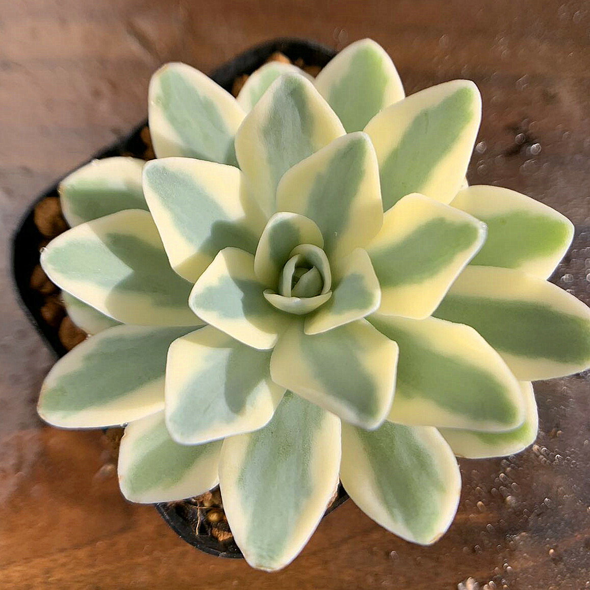 ☆エケベリア好きに☆インブリカータ錦☆たっぷりと大苗です(*^_^*)多肉植物 農園直売 多肉植物 寄せ植え エケベリア属 インブリカータ錦