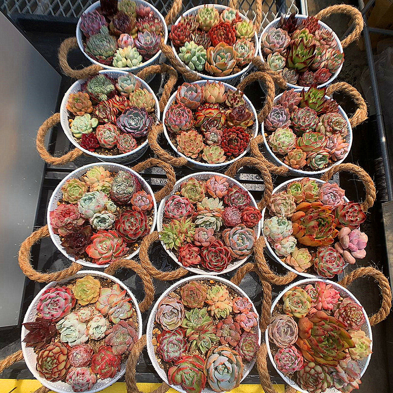 期間限定増量 農園直売 多肉植物 寄せ植え 季節のおまかせセット