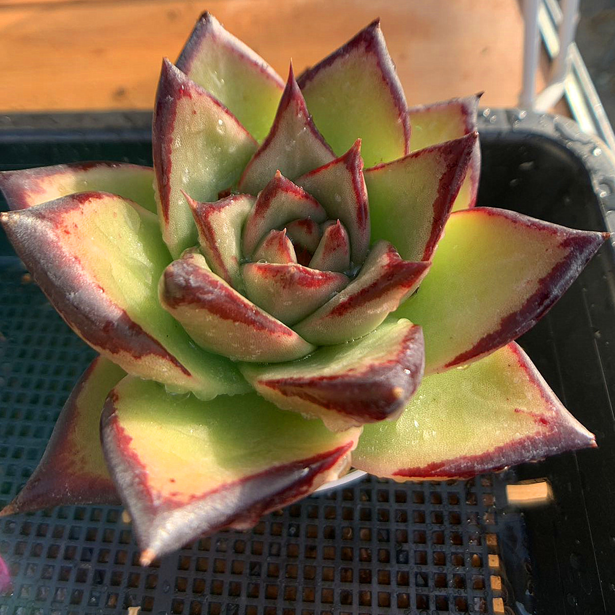 残8苗ෆ˚*感謝セールෆ˚* ブラッドロメオ 1苗 抜き苗 寄せ植え 多肉植物 残8苗ෆ˚*感謝セールෆ˚* ブラッドロメオ 1苗 抜き苗 寄せ植え