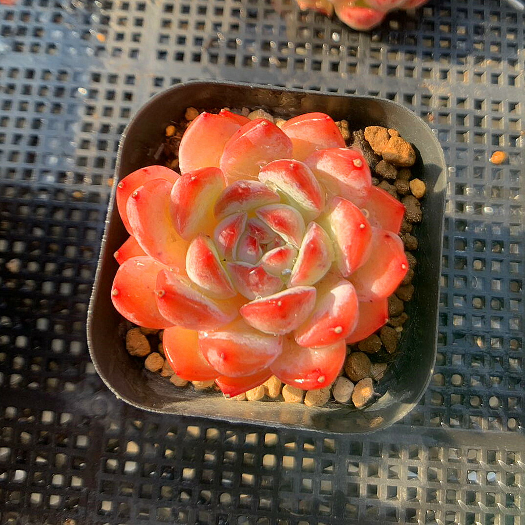 楽天市場】農園直売 多肉植物 寄せ植え エケベリア属 ストロベリー