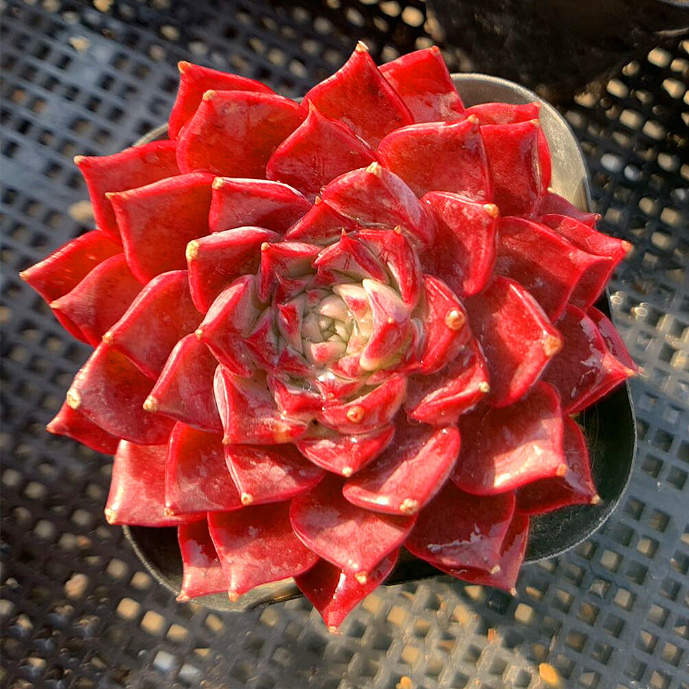 楽天市場】農園直売 多肉植物 寄せ植え エケベリア属 Star Mark スター