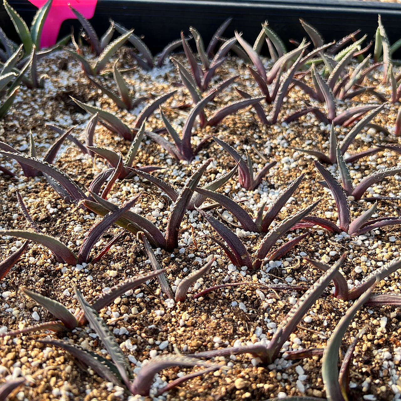 95#多肉植物アエオニウム錦❤️朝霞錦❤️NIKA❤️12頭19cm钵土付き出荷 95#多肉植物アエオニウム錦❤️朝霞錦❤️NIKA❤️12頭19cm钵土