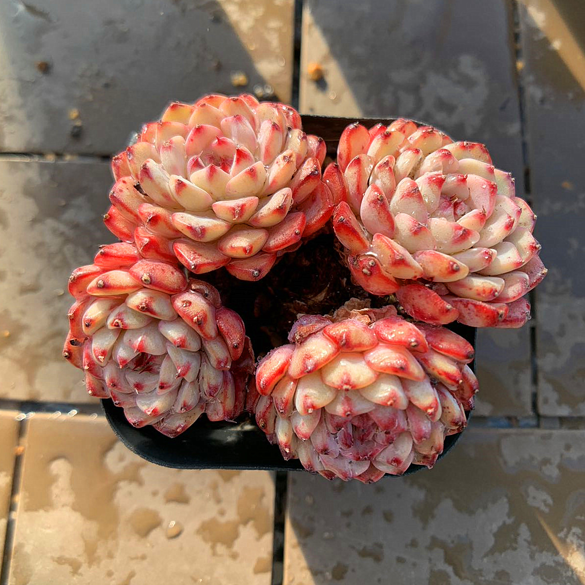 楽天市場】農園直売 多肉植物 寄せ植え エケベリア属 原種香水