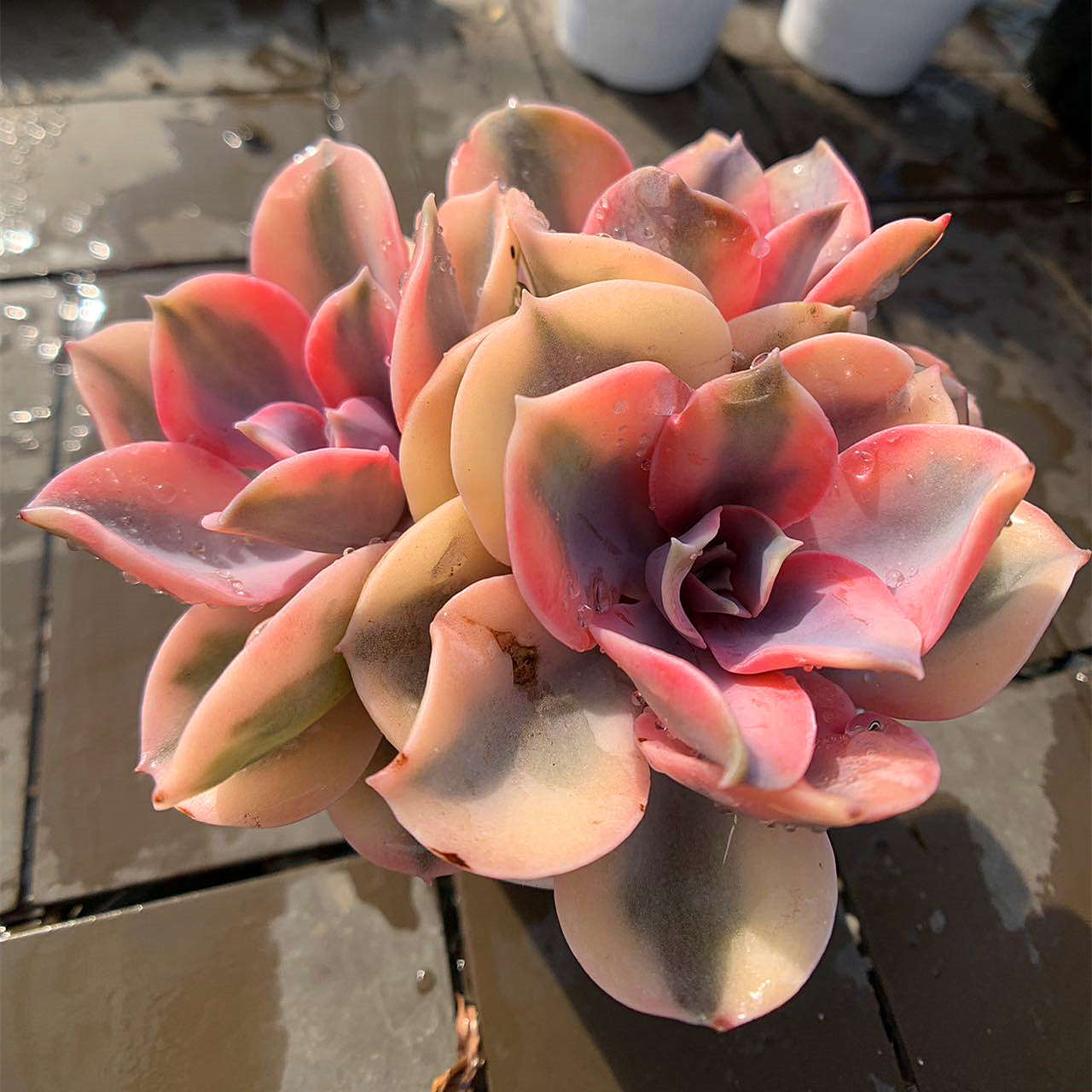 ラストコンサート❤️ビンセントカトー交配 多肉 群生しやすい 寄せ植え ピンク ラストコンサート❤️ビンセントカトー交配 多肉 群生しやすい