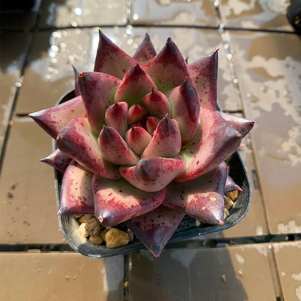 楽天市場】農園直売 多肉植物 寄せ植え エケベリア属 女雛錦 （群生