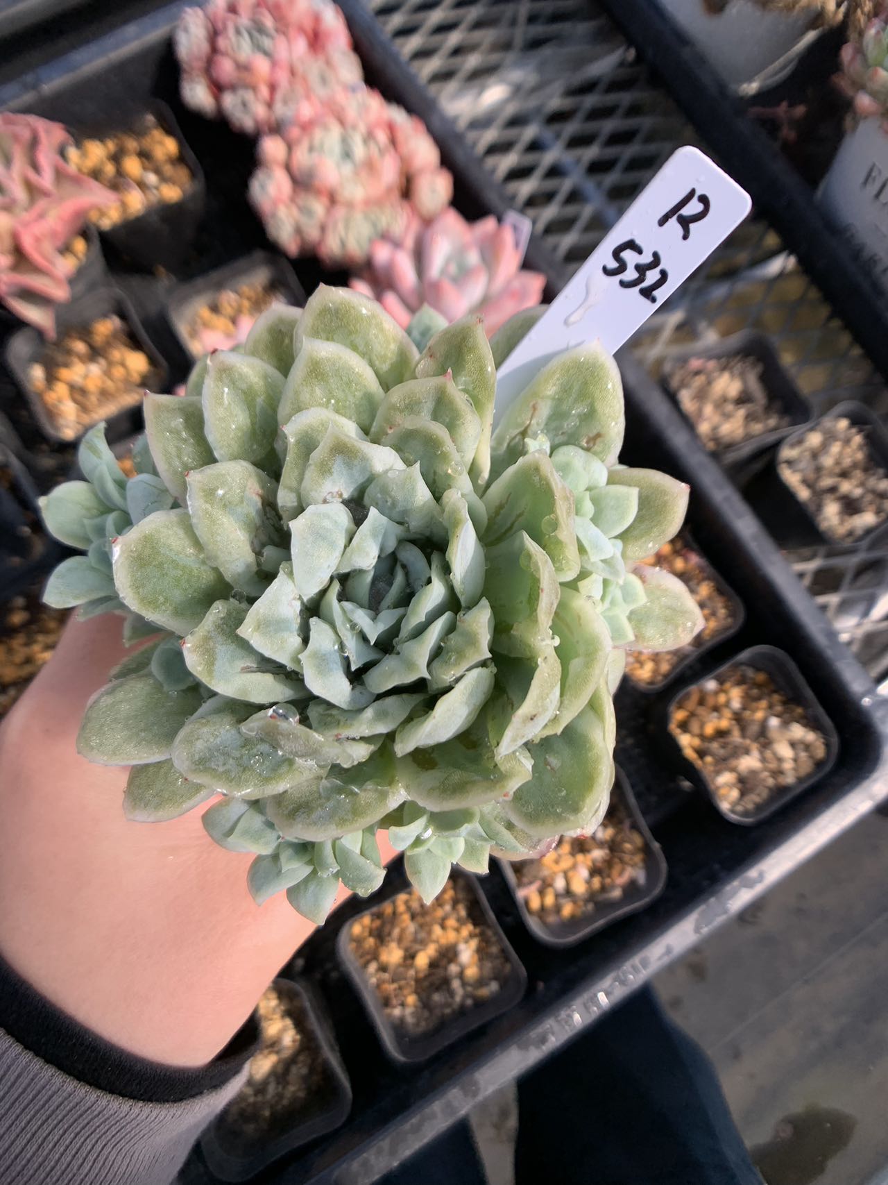 ヴィオラクイーン錦 多肉植物 エケベリア 観葉植物