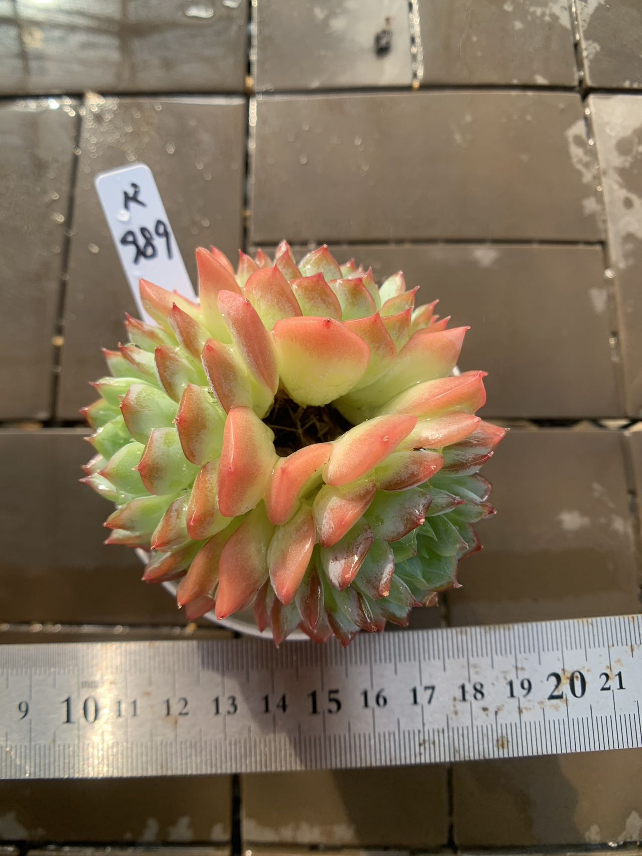 【楽天市場】現物 砂漠の薔薇 R989 厳選 極上株 多肉専門VERVE:多肉専門VERVE