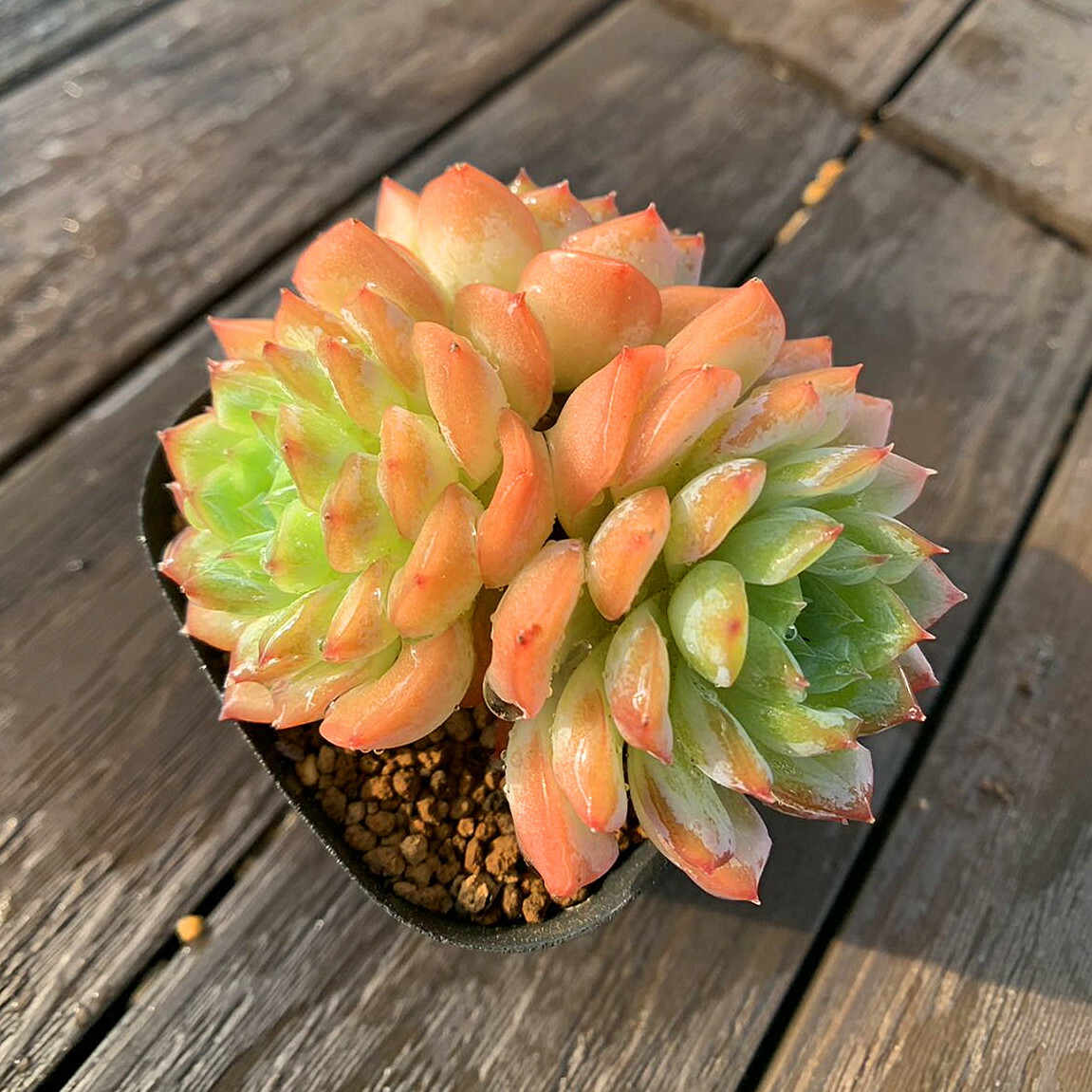 多肉植物　ハオルチア　月影　カット苗 52ffc08bf54bf6443b42f01f26cc50