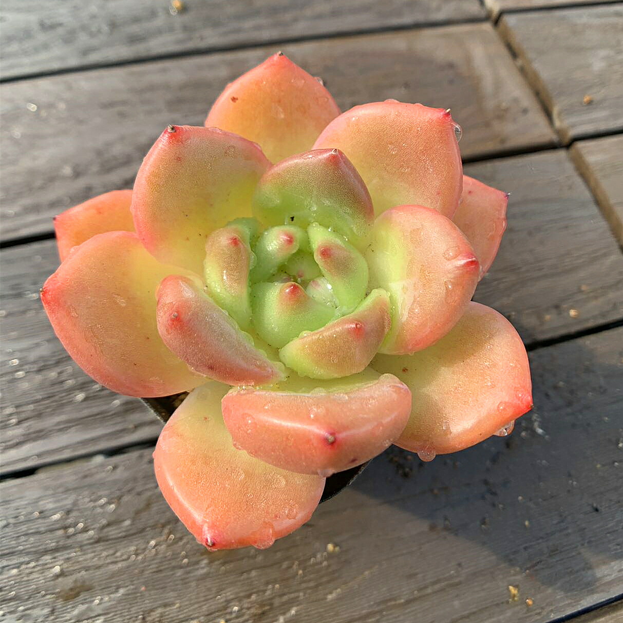 楽天市場】農園直売 多肉植物 寄せ植え エケベリア属 オレンジモンロー