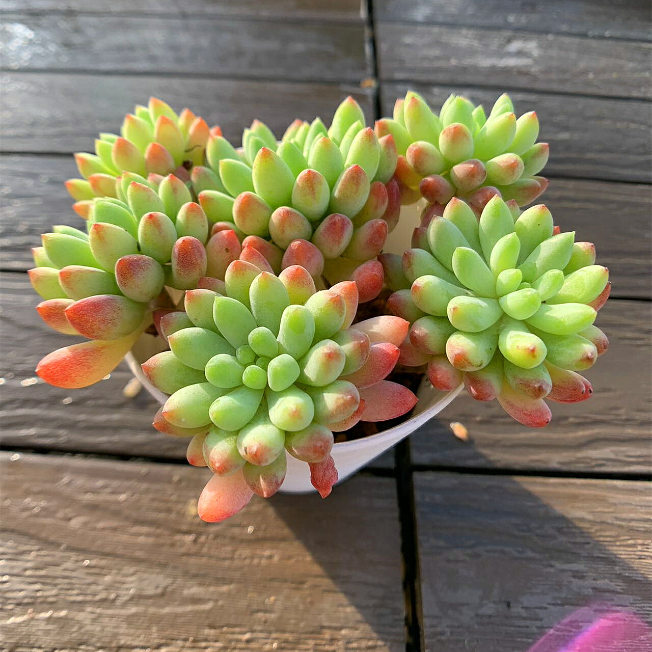 楽天市場】農園直売 多肉植物 寄せ植え エケベリア属 ピンウィール（群） Echeveria 'Pinwheel' 抜き苗 観葉植物 インテリア 多肉専門VERVE  : 多肉専門VERVE