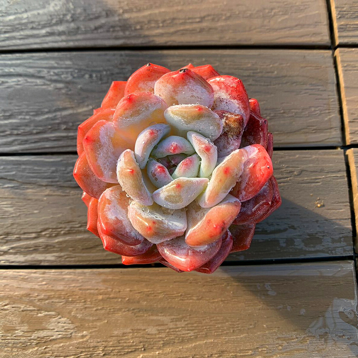 楽天市場】農園直売 多肉植物 寄せ植え エケベリア属 レッドベルベット Echeveria 'Red Velvet' 抜き苗 観葉植物 インテリア 多肉専門VERVE  : 多肉専門VERVE