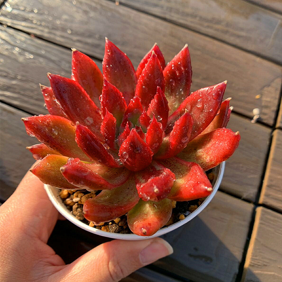 楽天市場】農園直売 多肉植物 寄せ植え エケベリア属 バブル