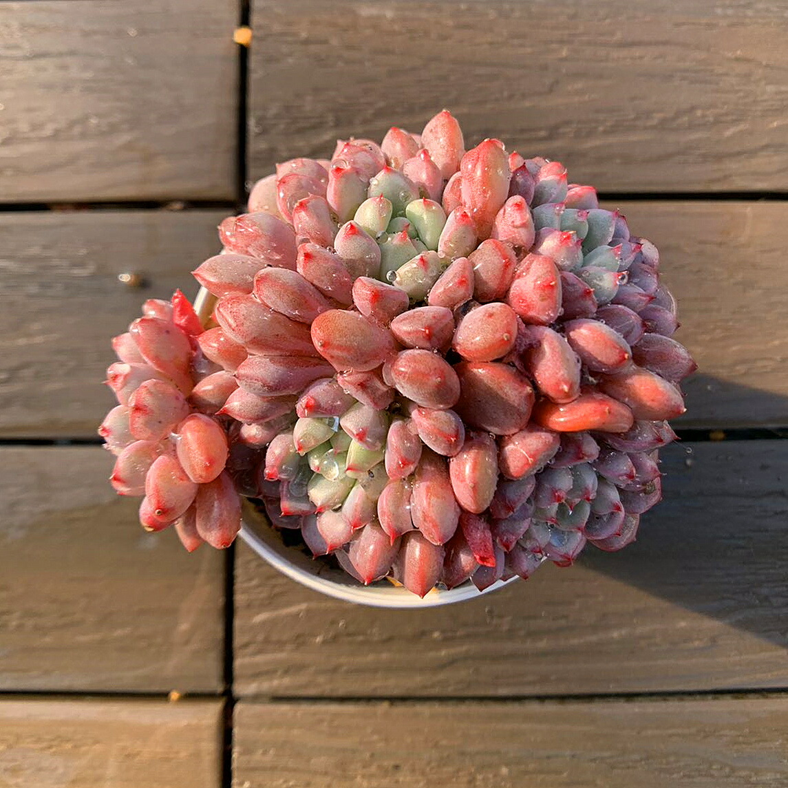 No.552 ❁メロン❁ 現品 抜き苗 多肉植物 寄せ植え 7ae51202204f3cc713be5adcce45c1