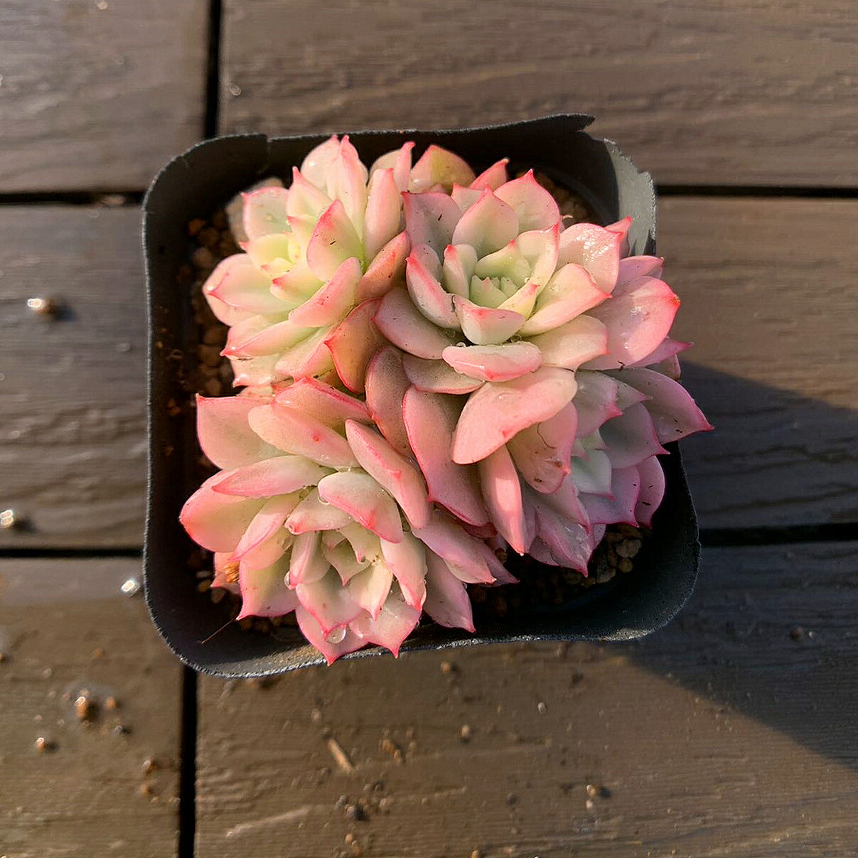 多肉植物 バブルキャンディ リエール苗 楽天市場】農園直売 多肉植物 寄せ植え エケベリア属 バブル