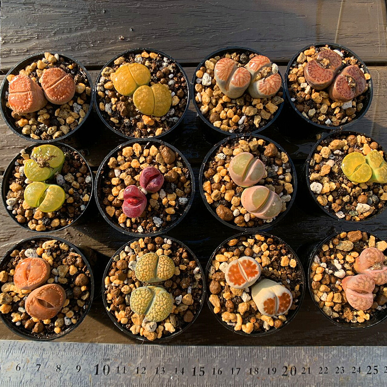 多肉植物　膵臓のたまご 1135現物 多肉植物 膵臓のたまご | るる農園~多肉植物専門