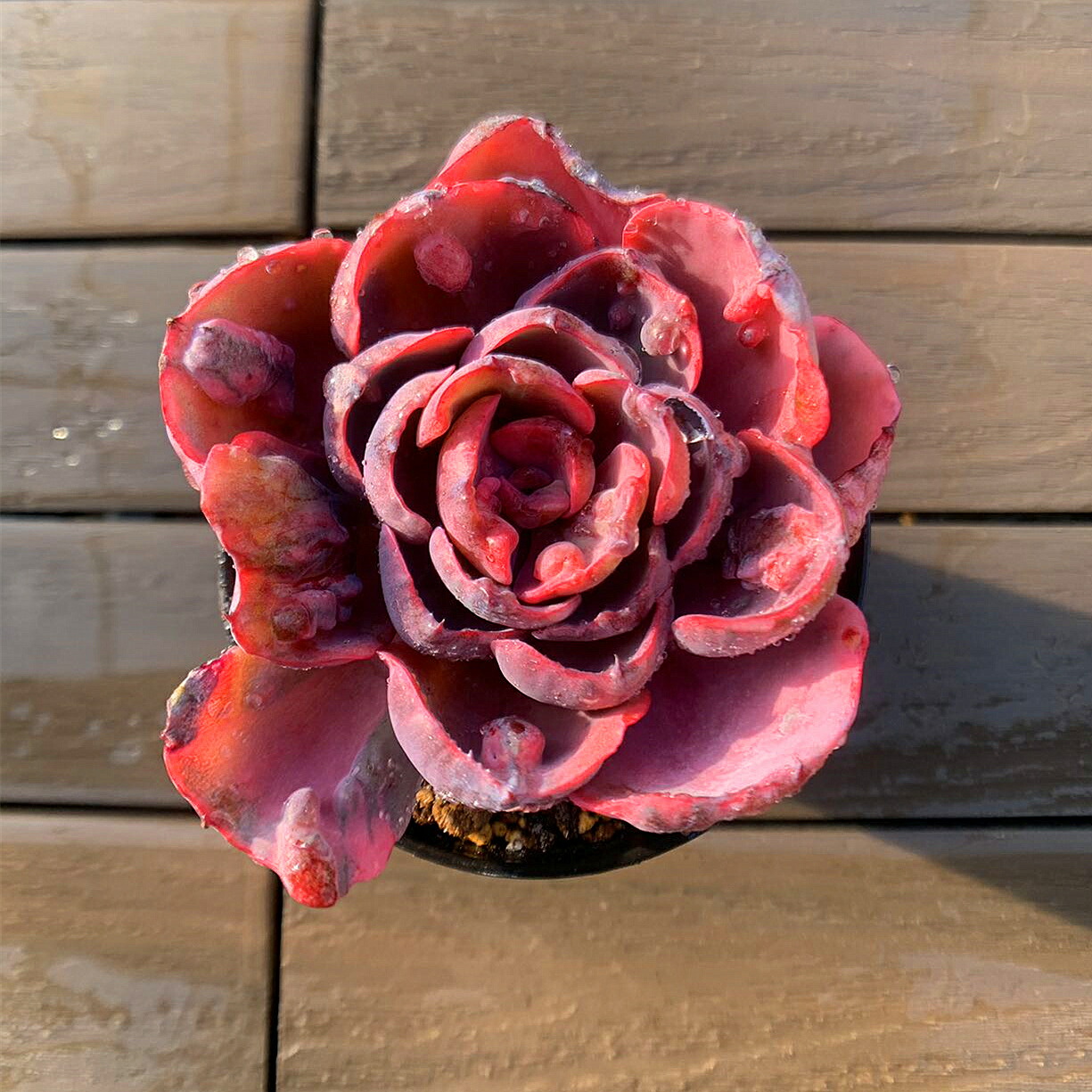 楽天市場】農園直売 多肉植物 寄せ植え ミセスリチャード錦（群）観葉