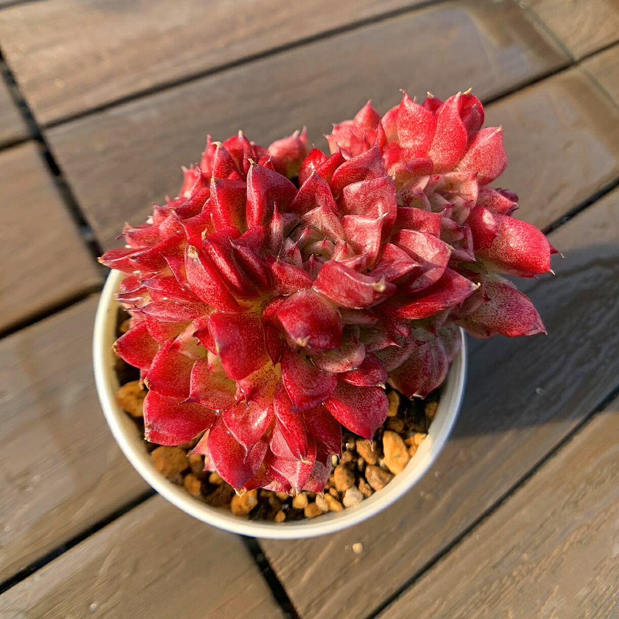 No.552 ❁メロン❁ 現品 抜き苗 多肉植物 寄せ植え No.552 ❁メロン