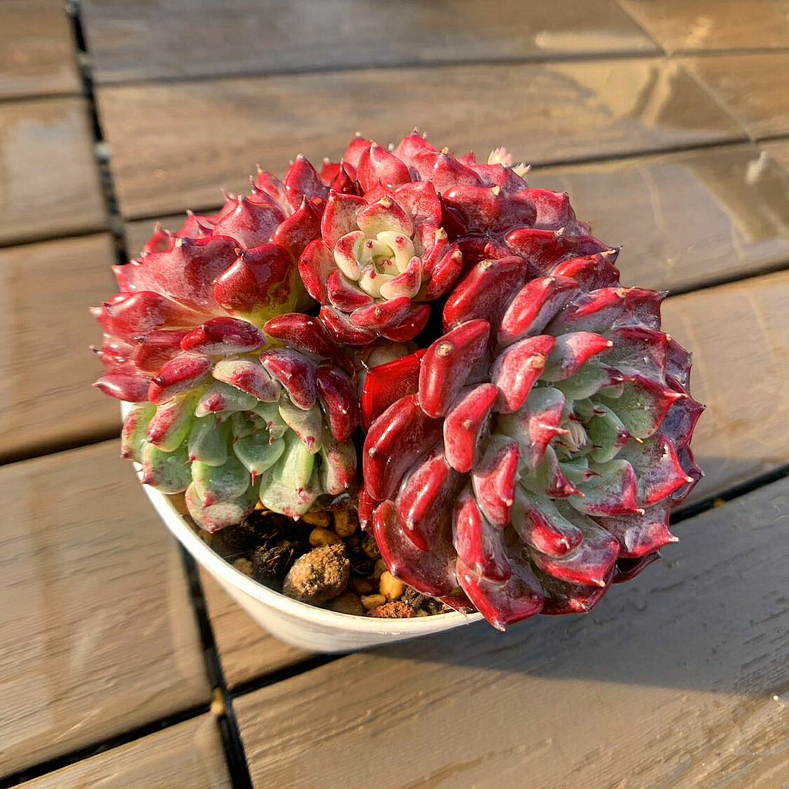 楽天市場】農園直売 多肉植物 寄せ植え エケベリア属 洛神（群）新品種