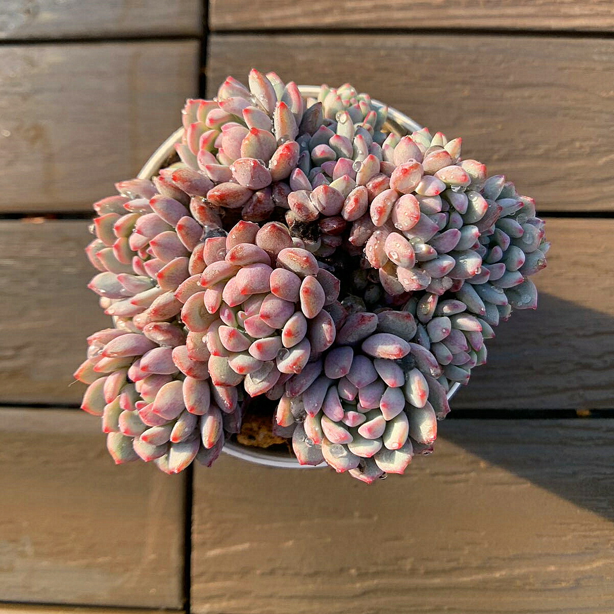 多肉植物 エケベリア 香水 古株群生 鉢土付き 多肉植物 エケベリア