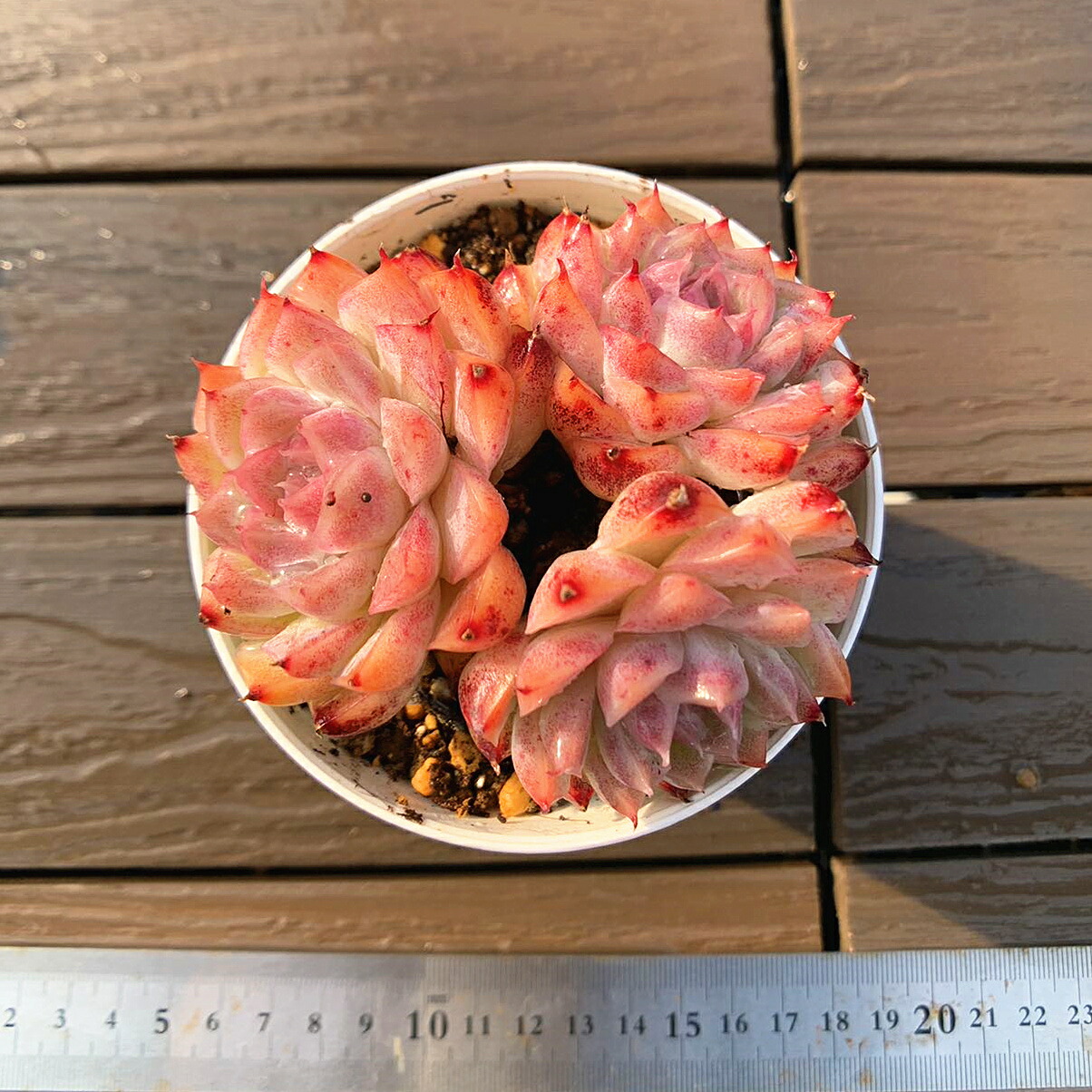 多肉植物　エケベリア 香水　古株群生 鉢土付き 多肉植物 香水 2頭 新入荷 るる農園 | るる農園~多肉植物専門