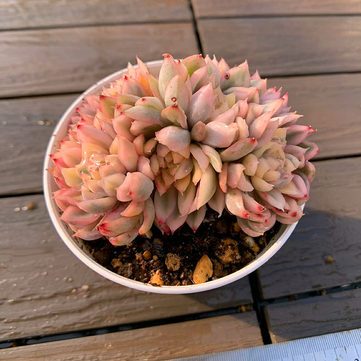 75#多肉植物アエオニウム錦❤️ヨンジャ錦❤️傾城錦❤️1大頭8cm拔き苗 75#多肉植物アエオニウム錦❤️ヨンジャ錦❤️傾城錦❤️1大頭8cm拔