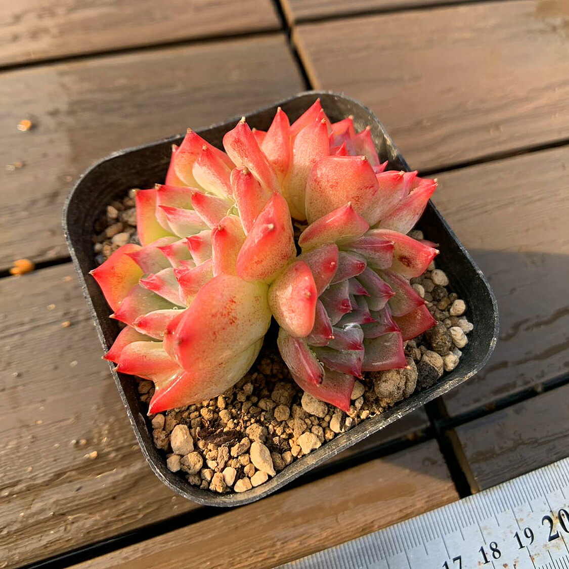 多肉植物 膵臓のたまご 【公式通販】