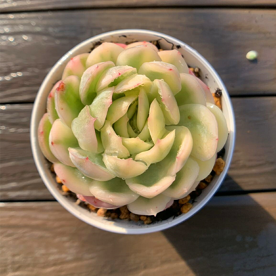 楽天市場】農園直売 多肉植物 寄せ植え エケベリア属 オウンスロー錦