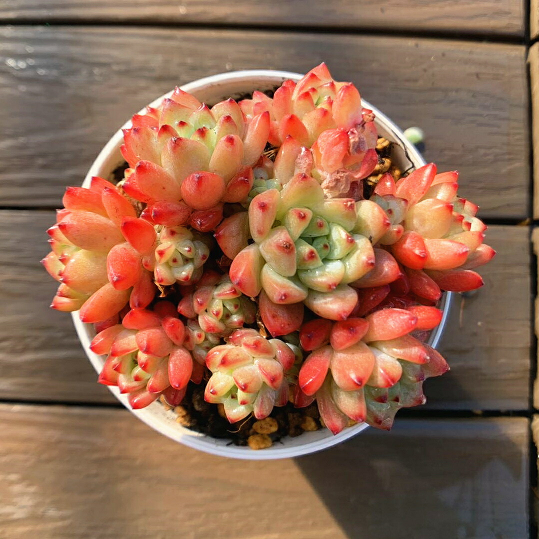 楽天市場】農園直売 多肉植物 寄せ植え エケベリア属