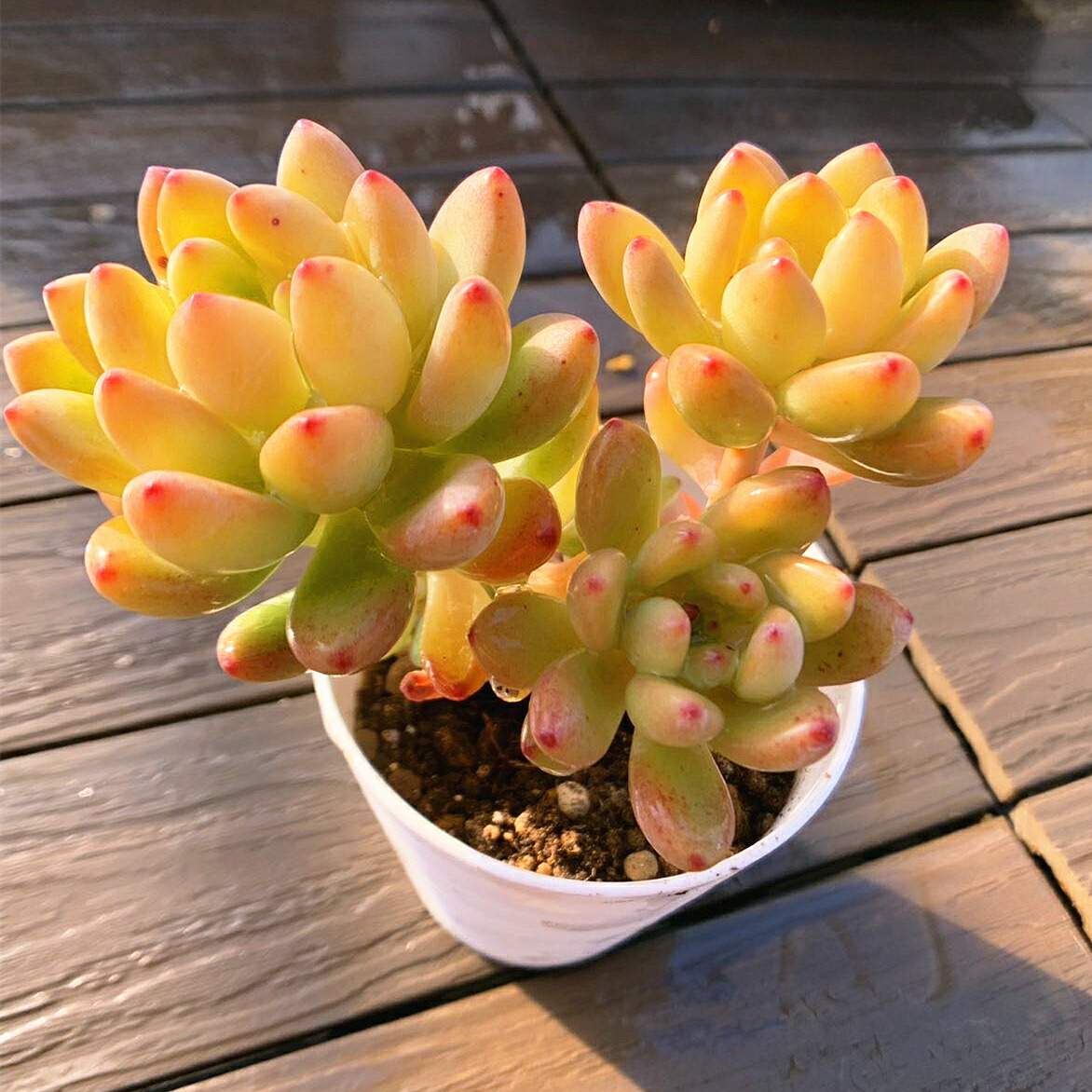 楽天市場】農園直売 多肉植物 寄せ植え エケベリア属 洛神（群