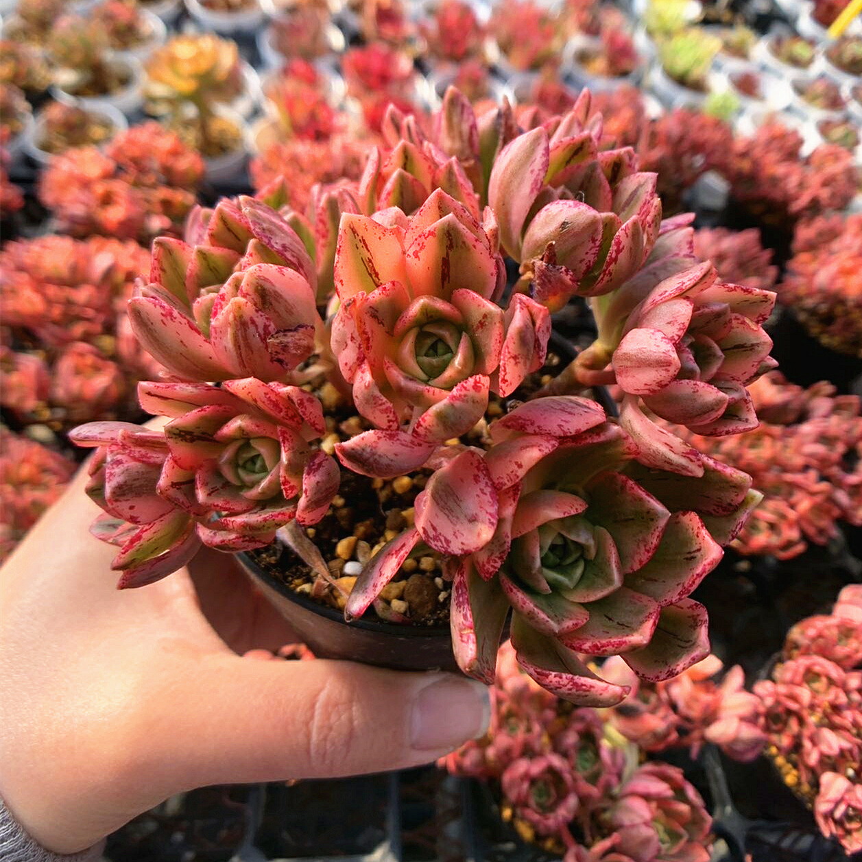 楽天市場】農園直売 多肉植物 寄せ植え アエオニウム ピンク 楽天市場】農園直売 多肉植物 寄せ植え アエオニウム ピンク