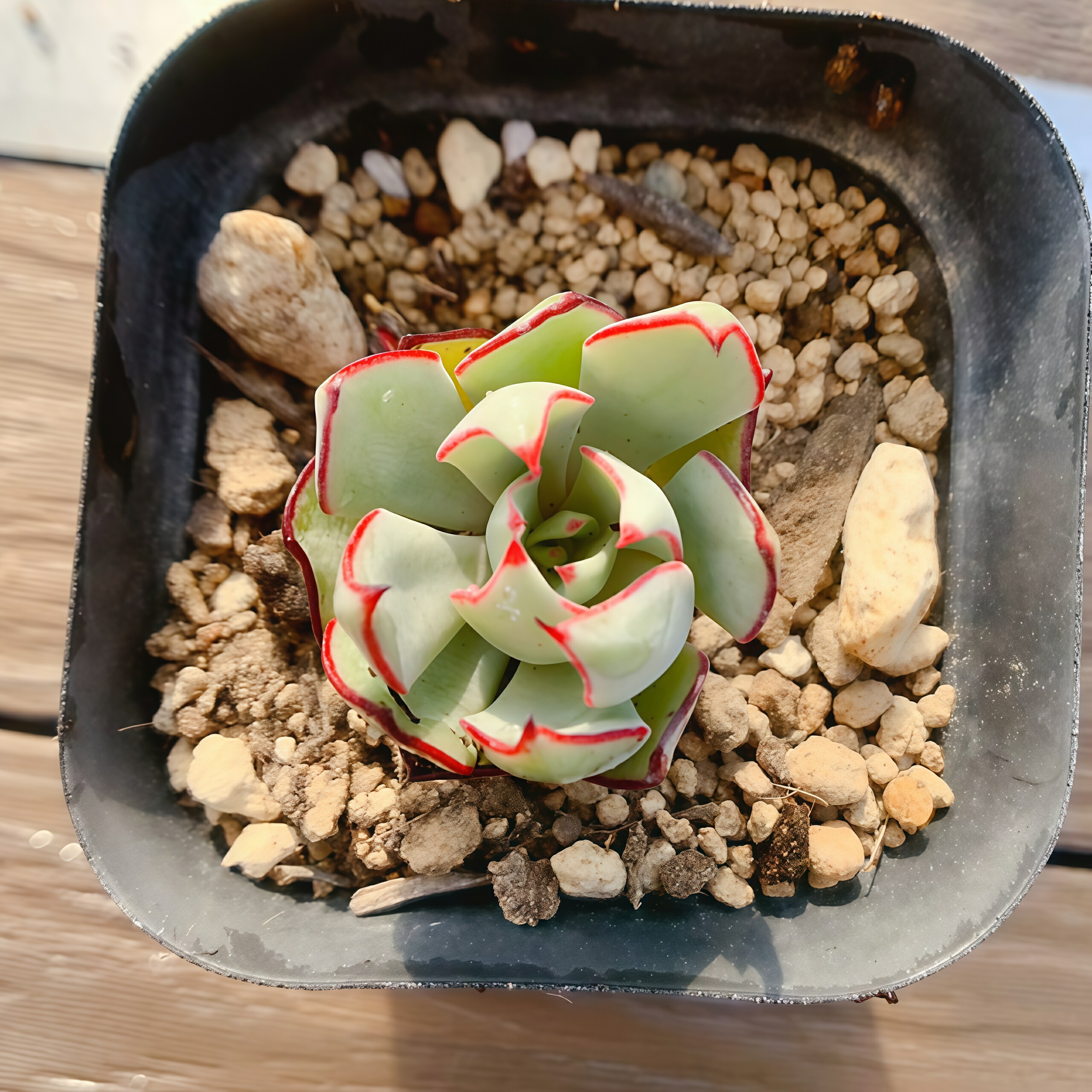 男*屋様 H775　ストリクチフローラ　50株　抜き苗　多肉植物 エケベリア 韓 H775 ストリクチフローラ 50株 抜き苗 多肉植物 エケベリア 韓国