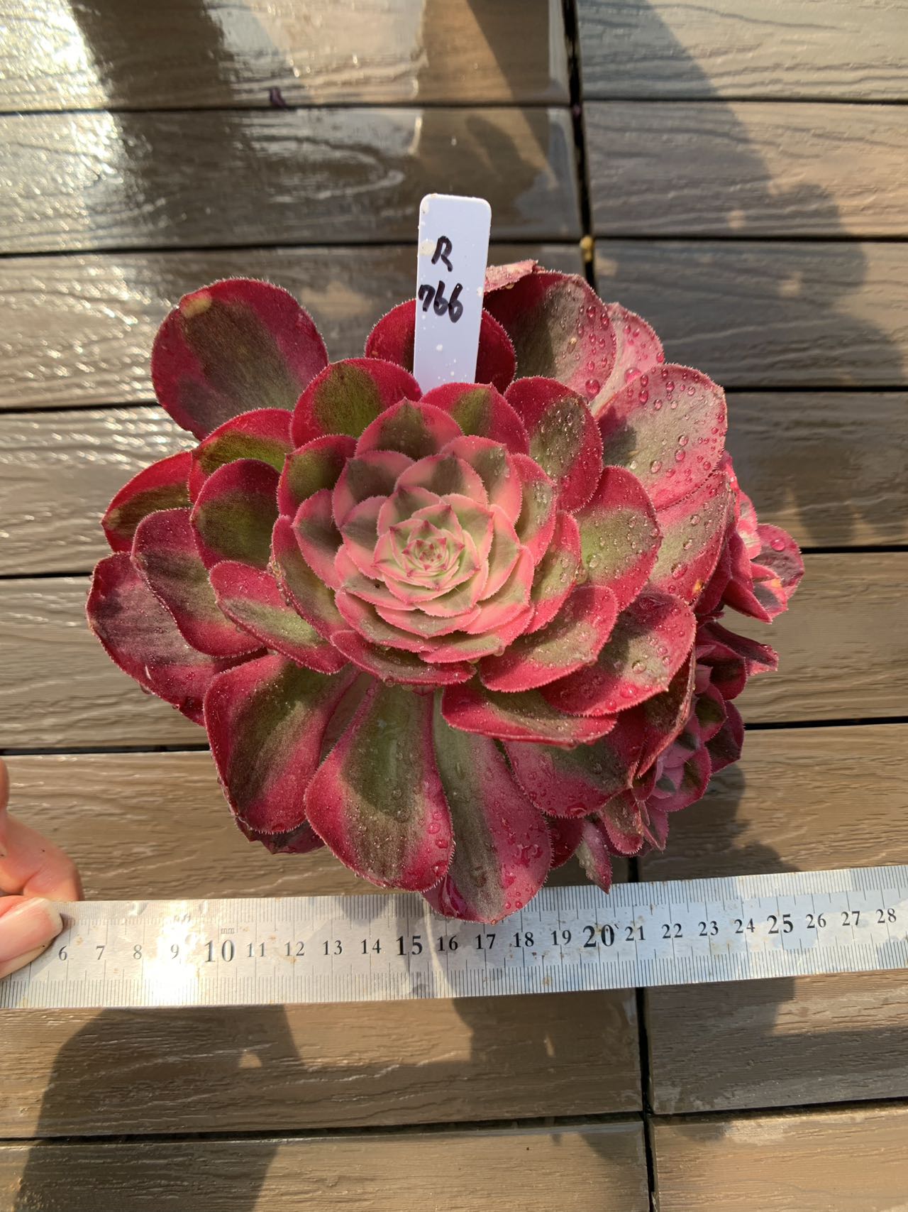 82#多肉植物アエオニウム錦❤️ シャネル❤️10頭 16cm拨き苗 82#多肉植物アエオニウム錦❤️ シャネル❤️10頭 16cm拨き苗