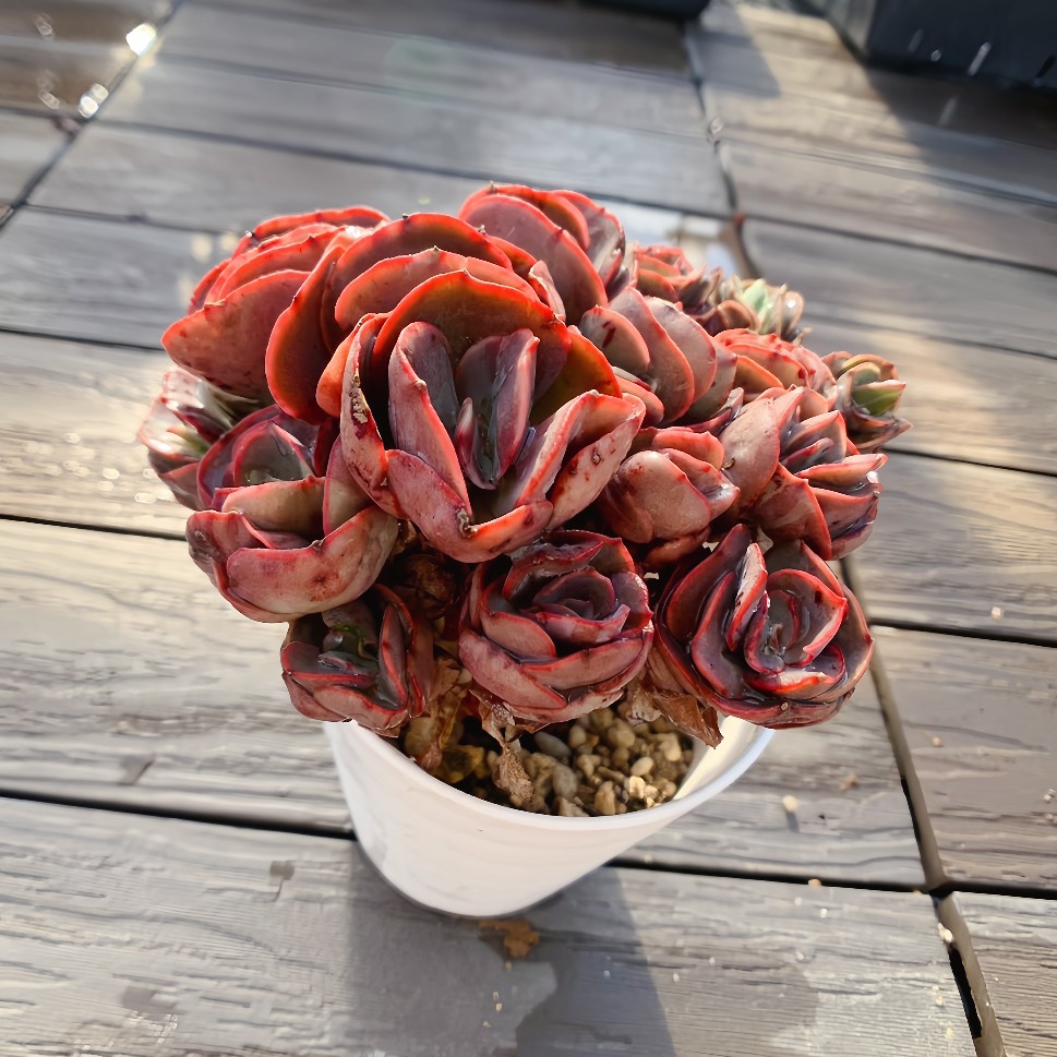 楽天市場】農園直売 多肉植物 寄せ植え エケベリア属 スヨン錦