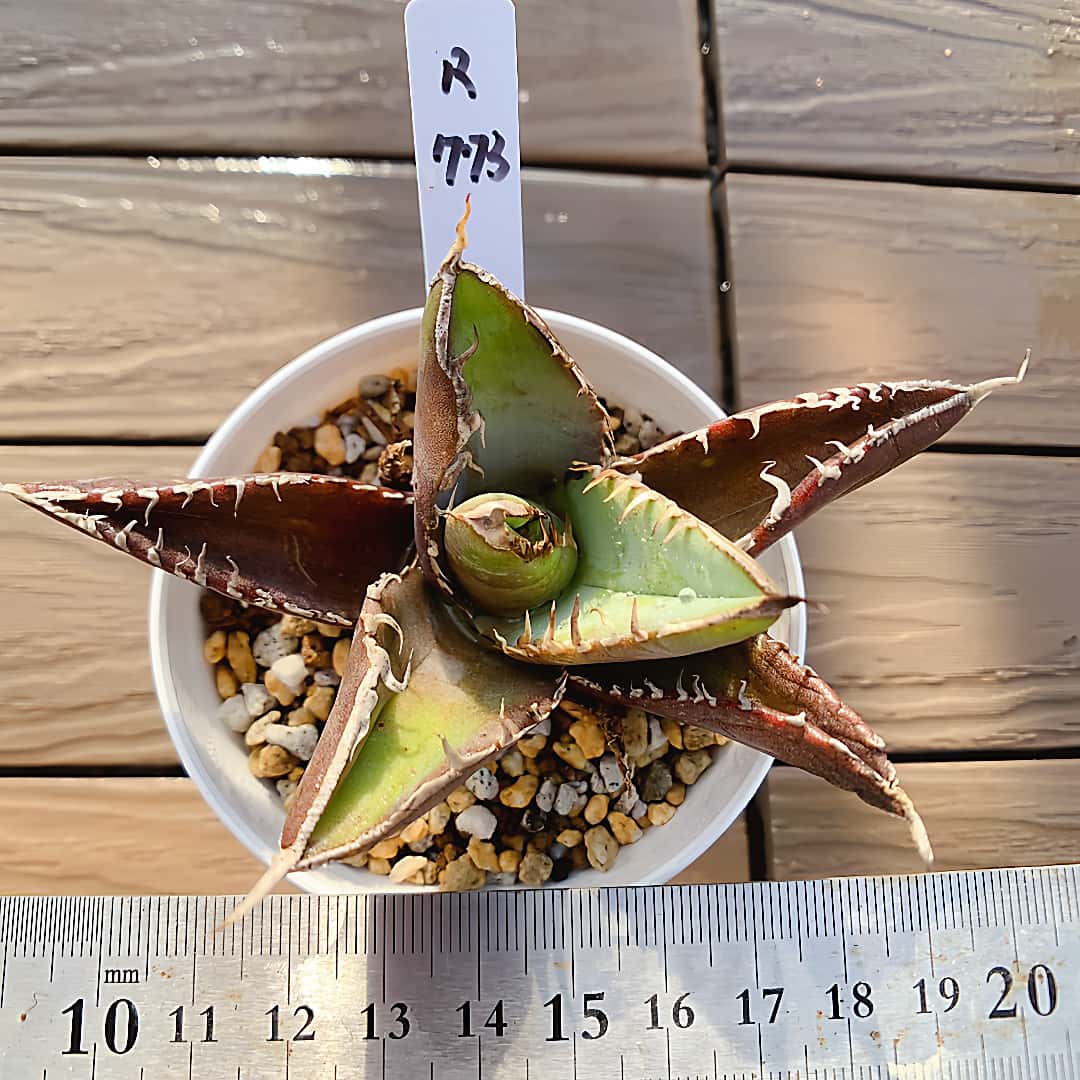 楽天市場】観葉植物 多肉植物 アガベ パラサナ Agave parrasana 和名