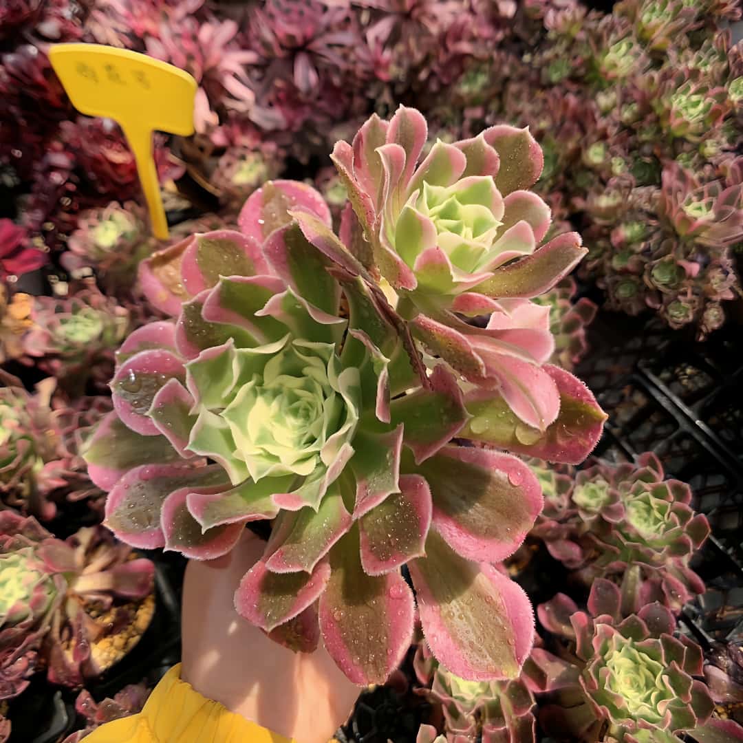63#多肉植物アエオニウム錦❤️仙墨❤️12頭26cm拨き苗 - メルカリ