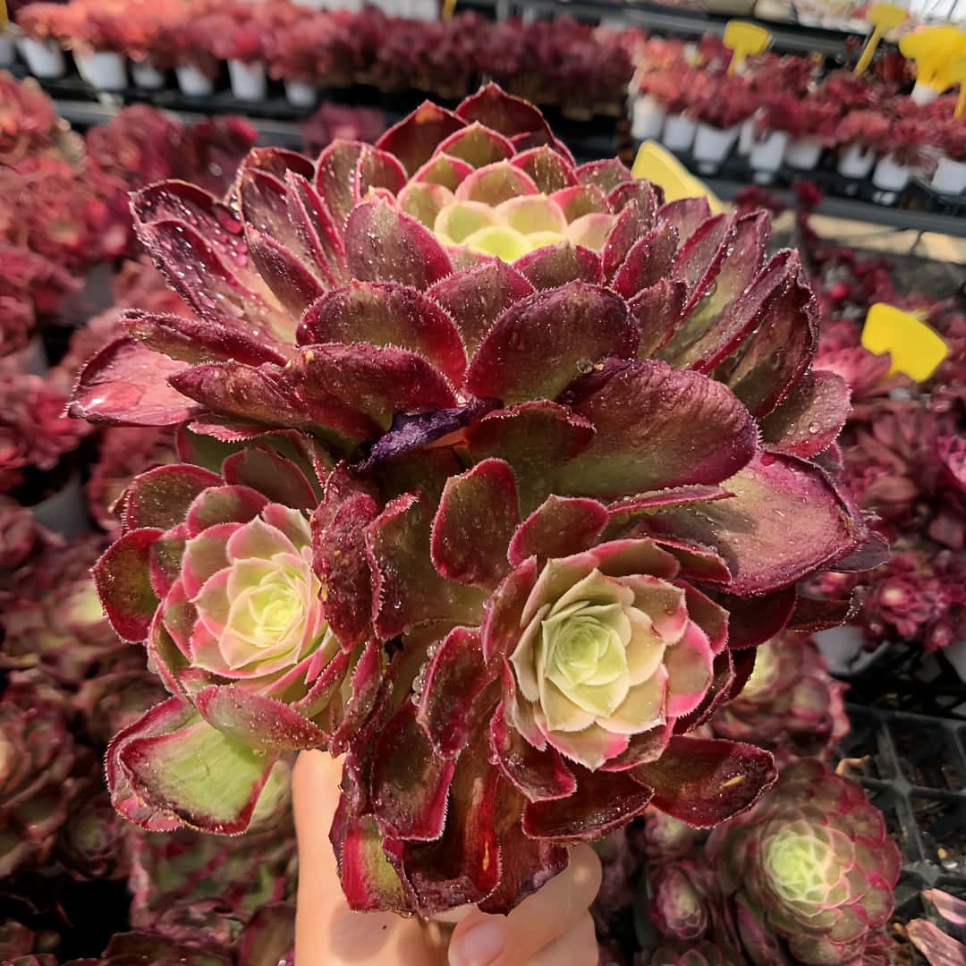 89#多肉植物アエオニウム錦❤️ ガーネット白斑錦 ❤️1大頭9小頭 25cm拔き苗 Amazon.co.jp: 農園直売 多肉植物 寄せ植え アエオニウム属